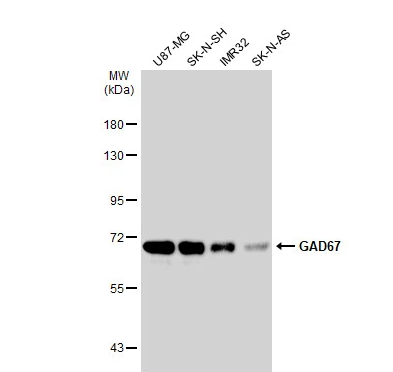 GAD67 Rabbit Polyclonal Antibody