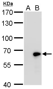 GAD67 Rabbit Polyclonal Antibody