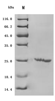 Human IL3 protein