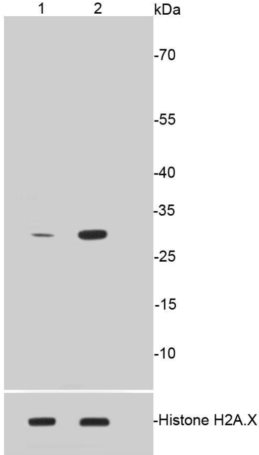 Histone H1.3/Histone H1.4(Phospho-Thr17) Rabbit mAb Antibody