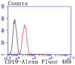 CD19 Rabbit Monoclonal Antibody