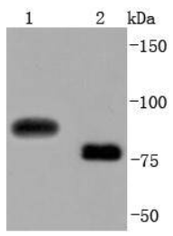 CD19 Rabbit Monoclonal Antibody