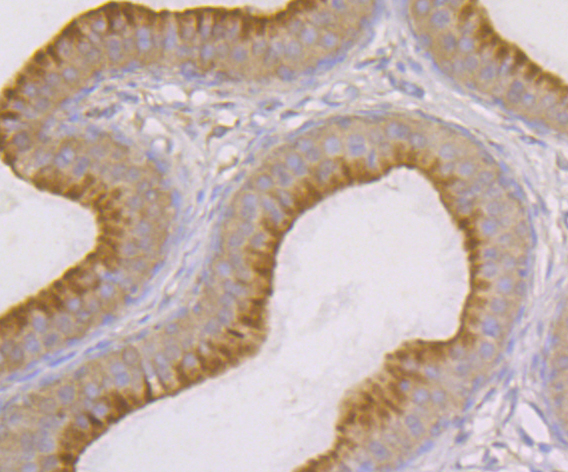 SNX1 Antibody