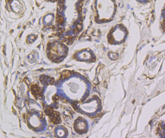 SNX1 Antibody
