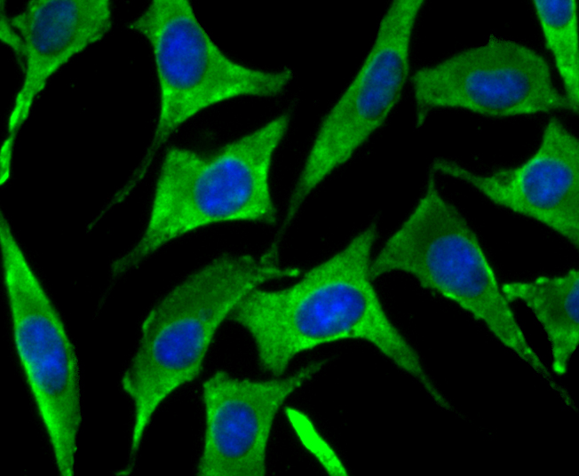 SNX1 Antibody