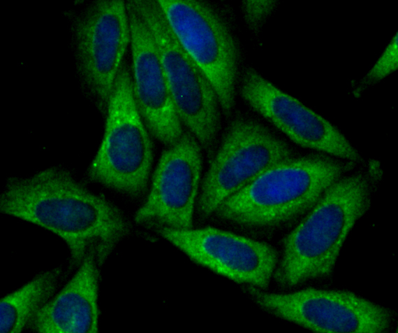 SNX1 Antibody
