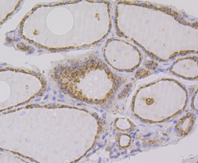 IMPDH2 Antibody