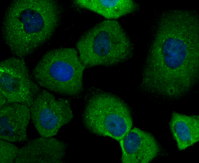 IMPDH2 Antibody