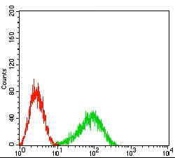 FCGRT Antibody