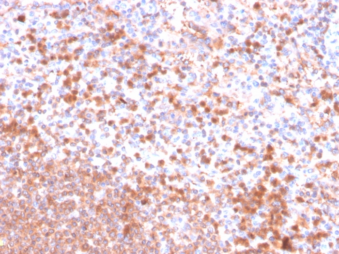 RETN Antibody