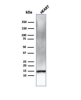RETN Antibody