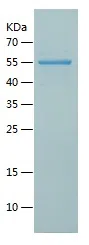 Human TAB1 Protein, His Tag/His-IF2DI Tag