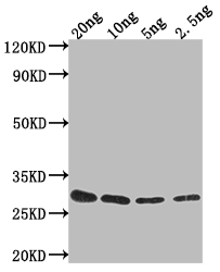 gag-pol Antibody