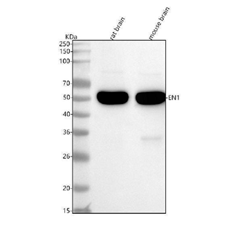 Engrailed 1 Rabbit Monoclonal Antibody