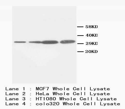 PCNA Mouse Monoclonal Antibody
