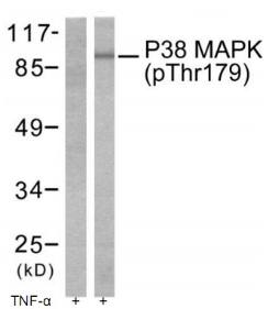 p38 MAPK (Phospho-Thr180) Antibody