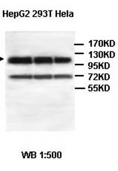 ABCF1 Rabbit Polyclonal Antibody