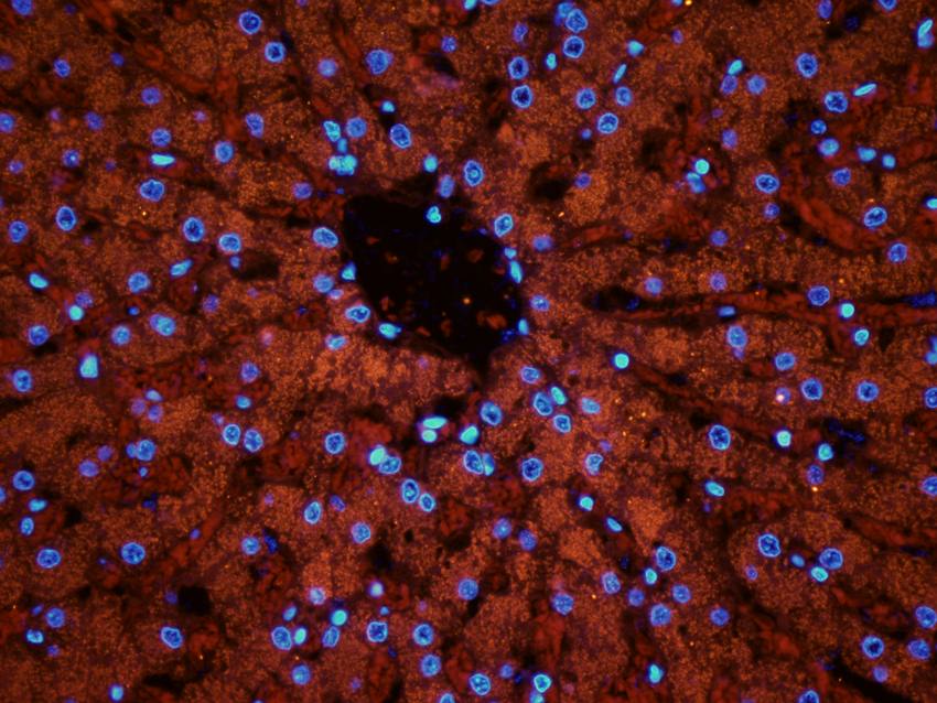 ABCG2 Rabbit Polyclonal Antibody