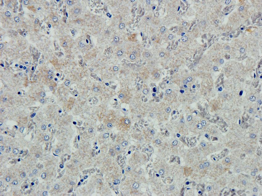ABCG2 Rabbit Polyclonal Antibody
