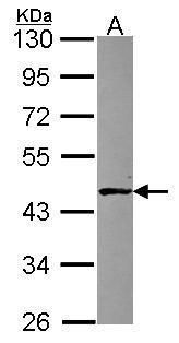 Liprin alpha 1 Rabbit Polyclonal Antibody