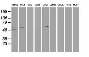 ACAA1 Antibody