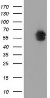 ACAT2 Antibody