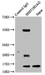 HIST1H2AG Antibody