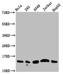 HIST1H2AG Antibody