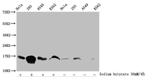 HIST1H3A Antibody