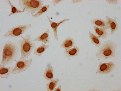 HIST1H3A Antibody