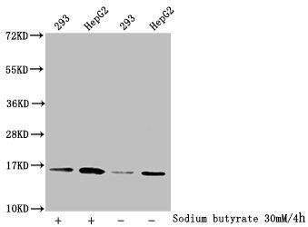HIST1H3A Antibody