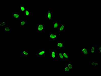 HIST1H3A Antibody