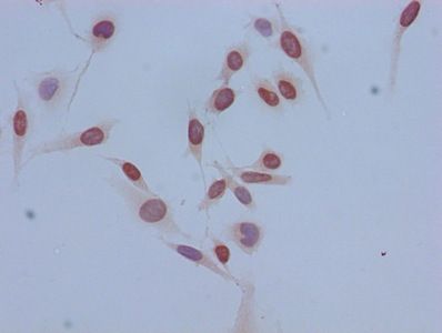 HIST1H3A Antibody