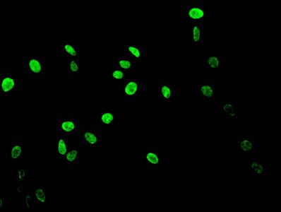 HIST1H3A Antibody