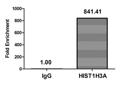 HIST1H3A Antibody