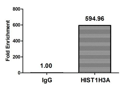 HIST1H3A Antibody