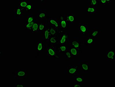 HIST1H3A Antibody