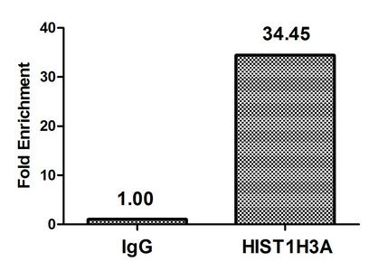 HIST1H3A Antibody