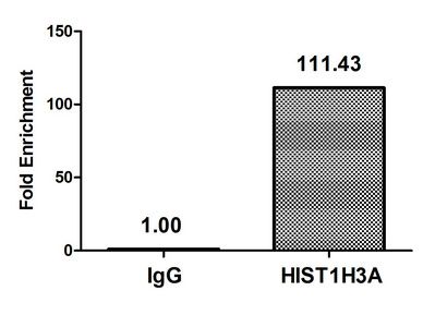HIST1H3A Antibody