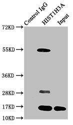 HIST1H3A Antibody