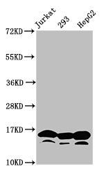 HIST1H3A Antibody