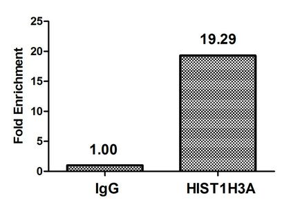 HIST1H3A Antibody