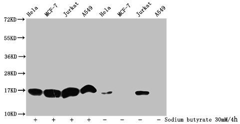 HIST1H3A Antibody