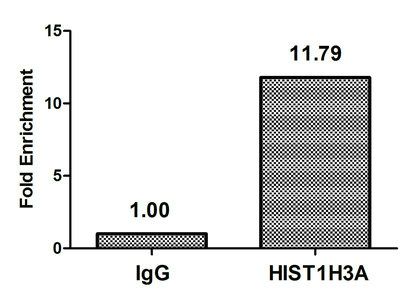 HIST1H3A Antibody