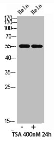 HNF4A Antibody