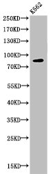 HSP90AA1 Antibody