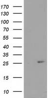 ACOT12 Antibody