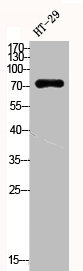 ACSS1 Antibody
