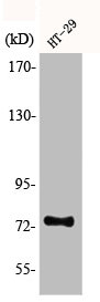 ACSS1 Antibody