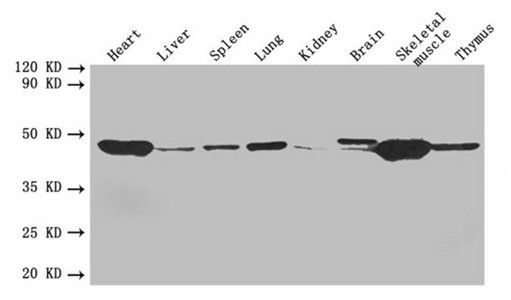 ACTA1 Antibody
